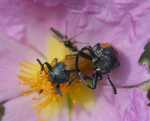 Réf. 227 516 : Labidostomis taxicornis